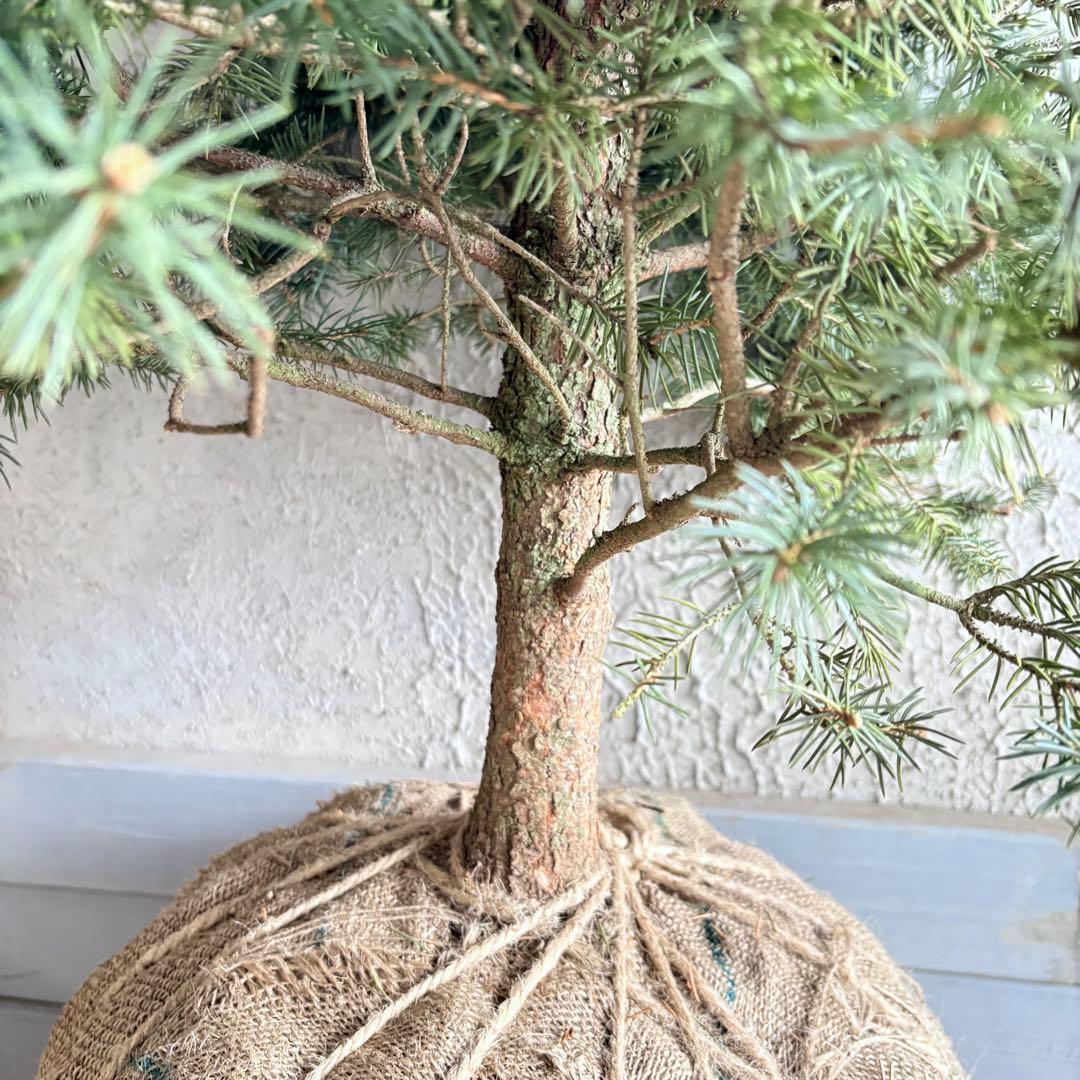 ブンゲンストウヒ スーパーブルー 特大苗木最高等級極上品‼️ 希少品種