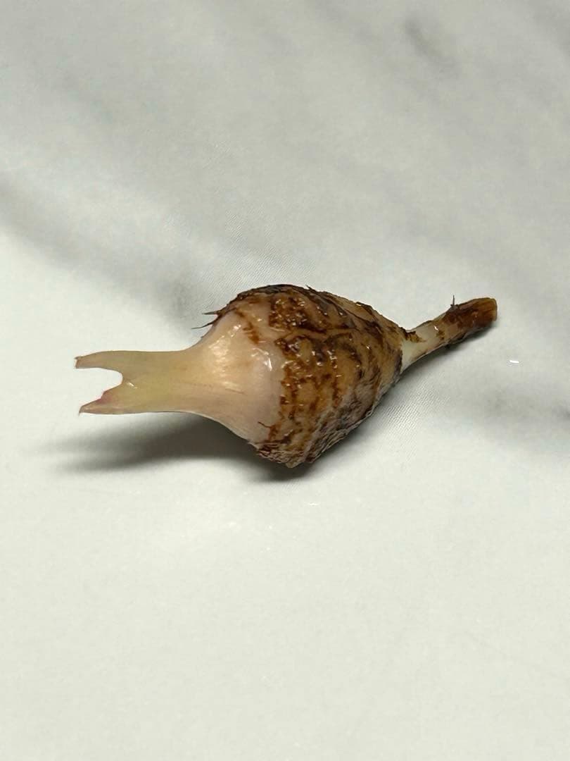 芋】 アロカシア マハラニ ゴールド 斑入り 大きめ - メルカリ