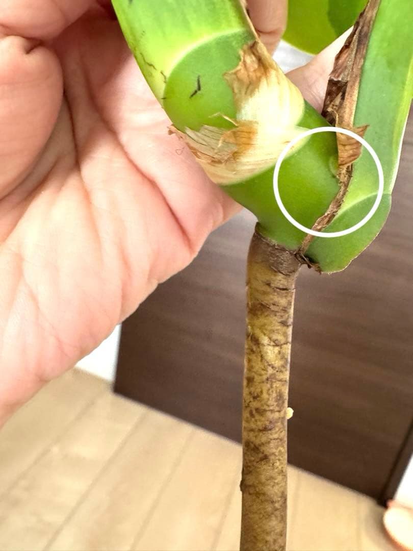 超希少】モンステラ デリシオーサ イエローマリリン 4葉付き大株 発根