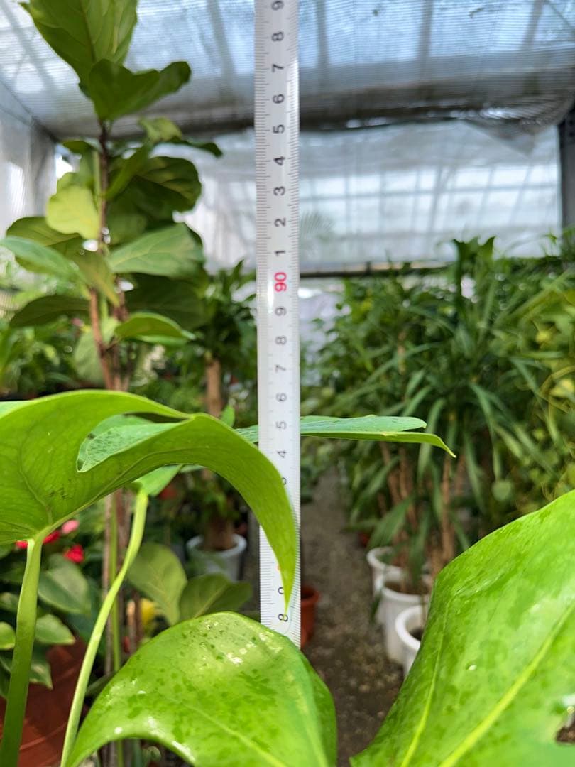 特級品】モンステラ デリシオーサ 幹上がり 9寸 特大極上苗 鉢付き