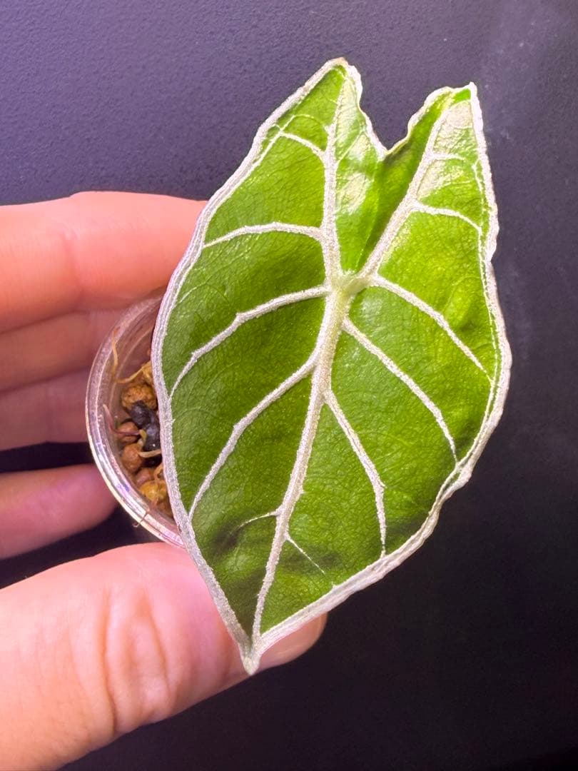 M*O様 アロカシア　ワトソニアナライトニング　（残り1） アロカシア ワトソニア ライトニング | GREEN LUCK