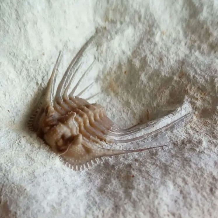 三葉虫　USA　ケトネラスピス　極美　希少