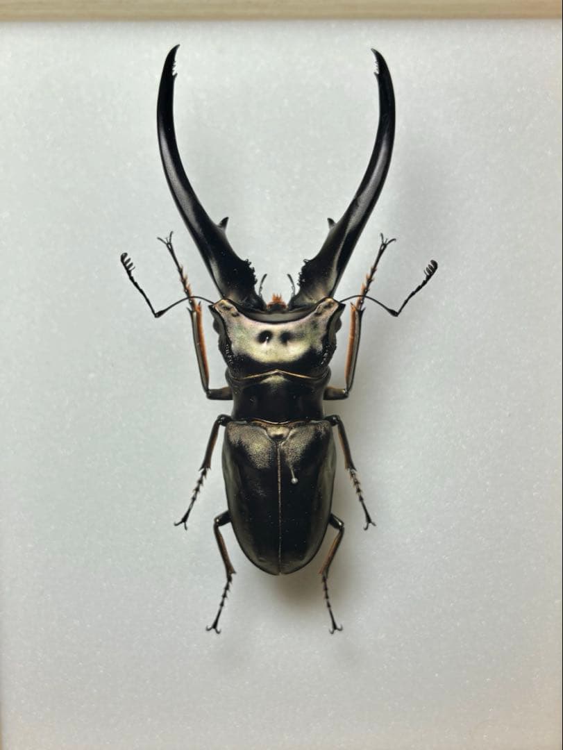 昆虫標本 大型モンギロー二ホソアカ 77mm 飼育品 昆虫標本 大型モンギロー二ホソアカ 77mm 飼育品 モンギロンホソアカ