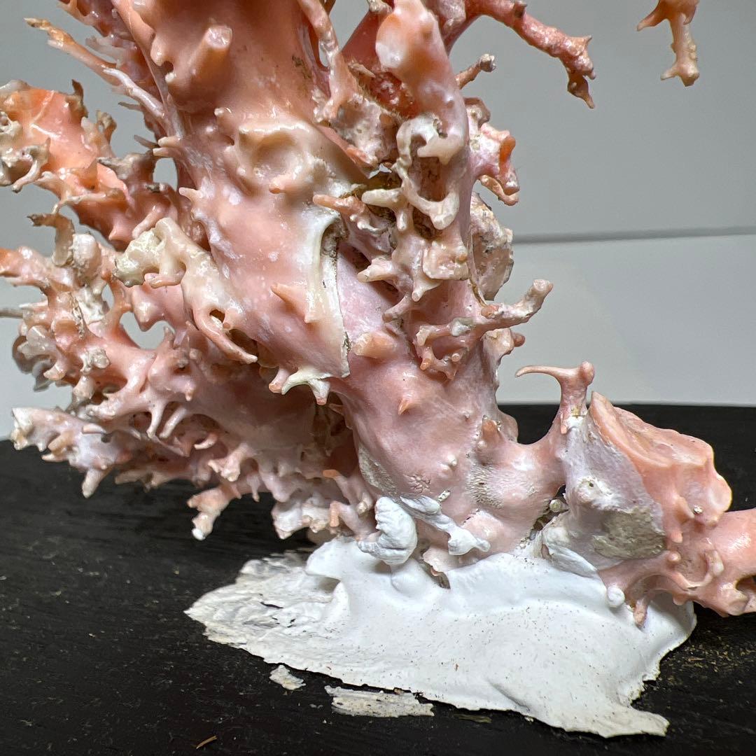 本桃色珊瑚原木　ケース付　東Y7-1209④トヒオ