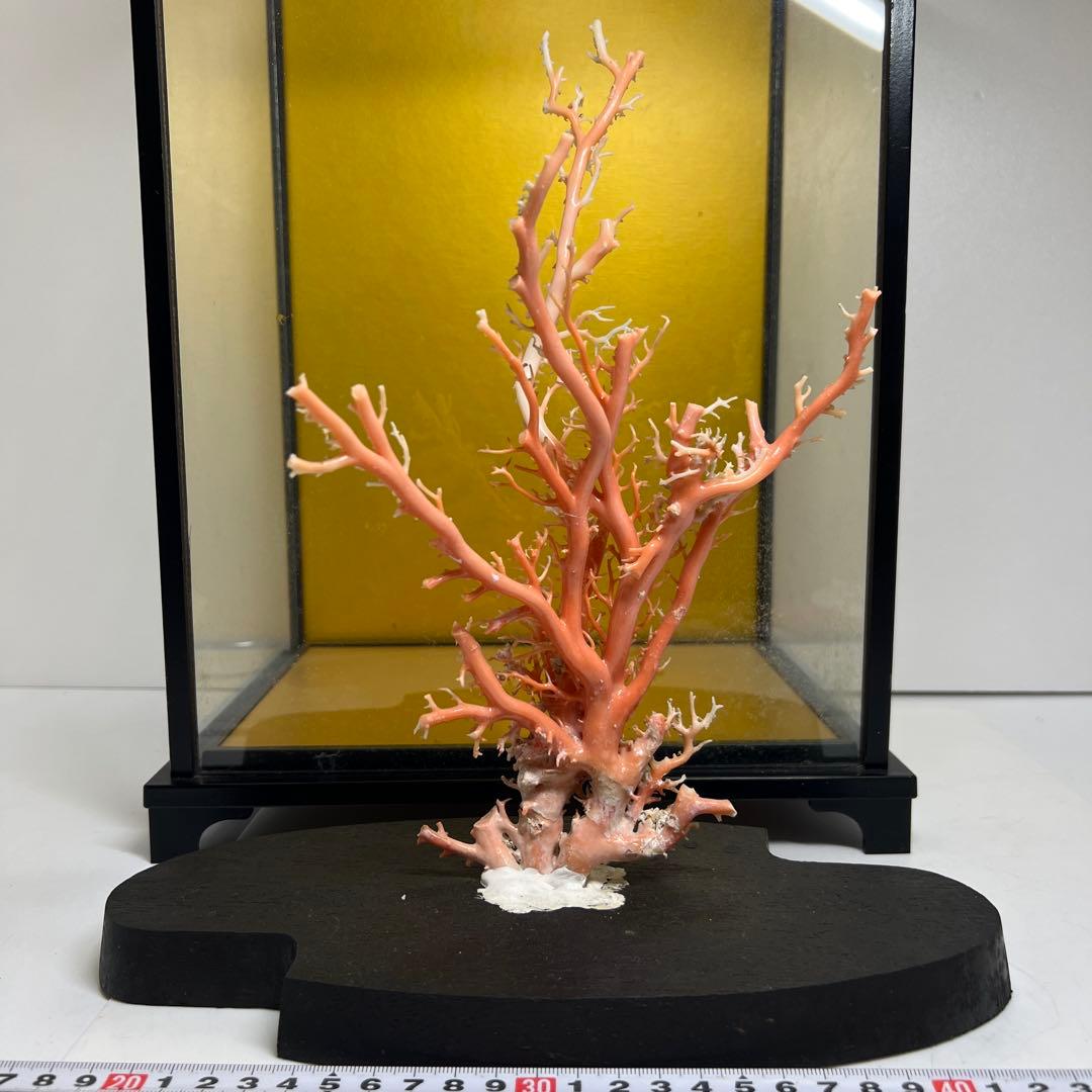 本桃色珊瑚原木　ケース付　東Y7-1209④トヒオ