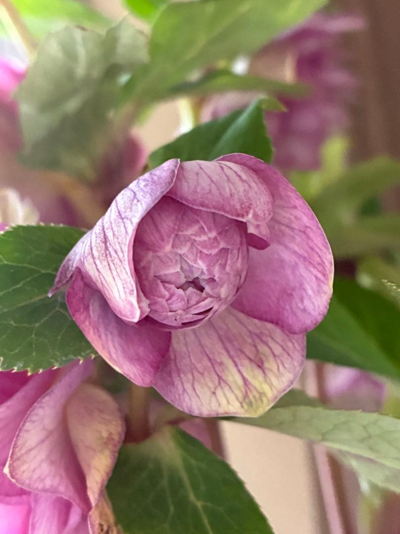 ♡加藤農園♡豪華ボリュームDDピンクゴールド白抜け横向き