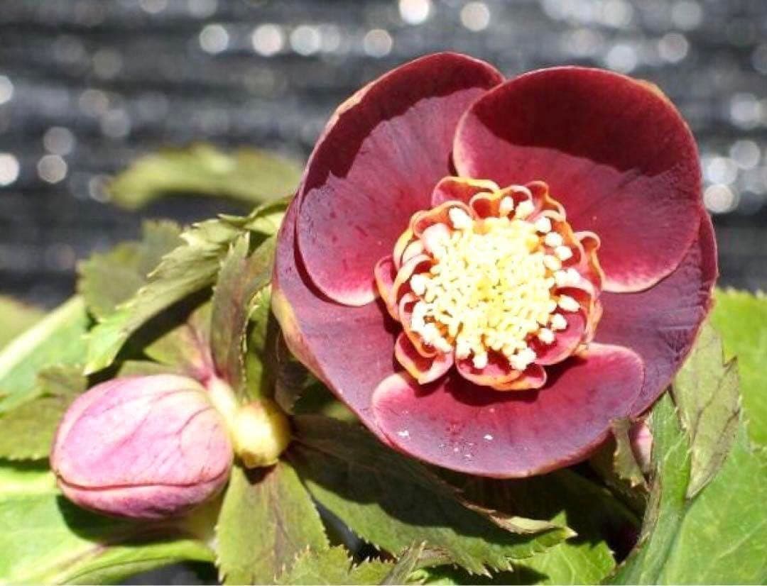 衛*様 3415☘️蕾付き☘️極上☘️⭐️小輪⭐️ ハートSD⭐️オーレア⭐️大