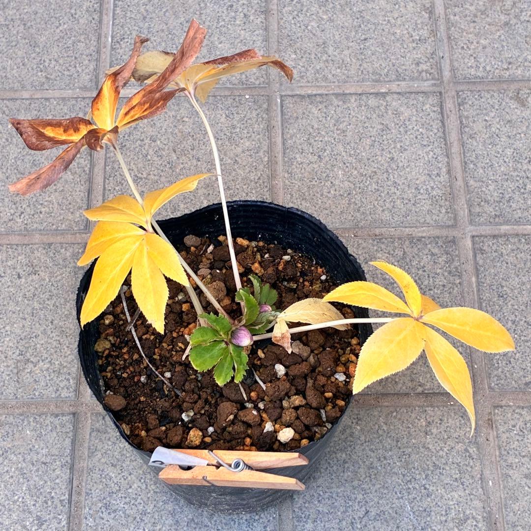 衛*様 3415☘️蕾付き☘️極上☘️⭐️小輪⭐️ ハートSD⭐️オーレア⭐️大