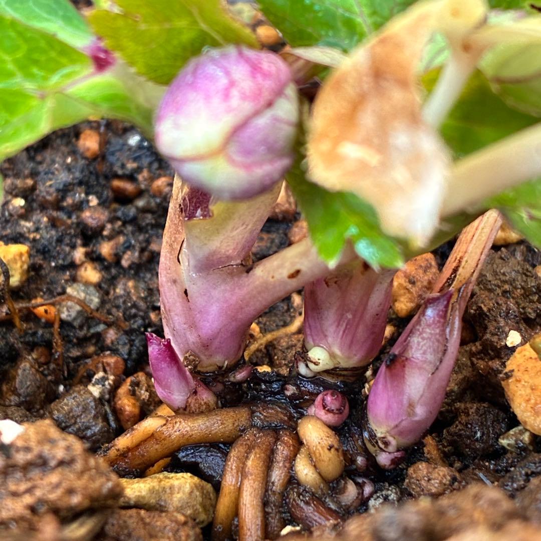 衛*様 3415☘️蕾付き☘️極上☘️⭐️小輪⭐️ ハートSD⭐️オーレア⭐️大