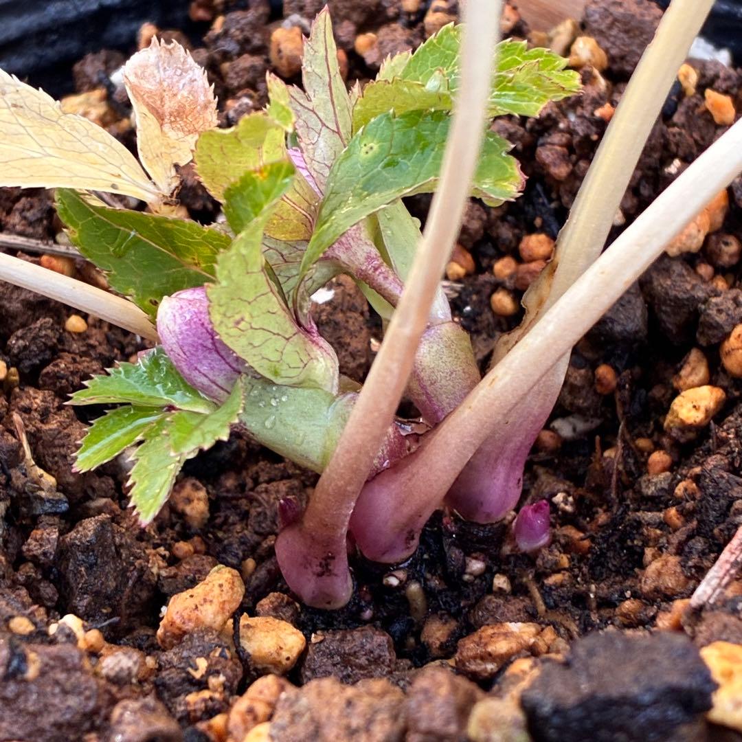 衛*様 3415☘️蕾付き☘️極上☘️⭐️小輪⭐️ ハートSD⭐️オーレア⭐️大