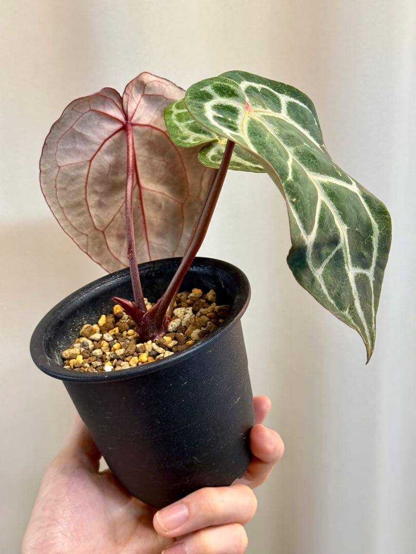 アンスリウム ミシェル ドックブロック - メルカリ