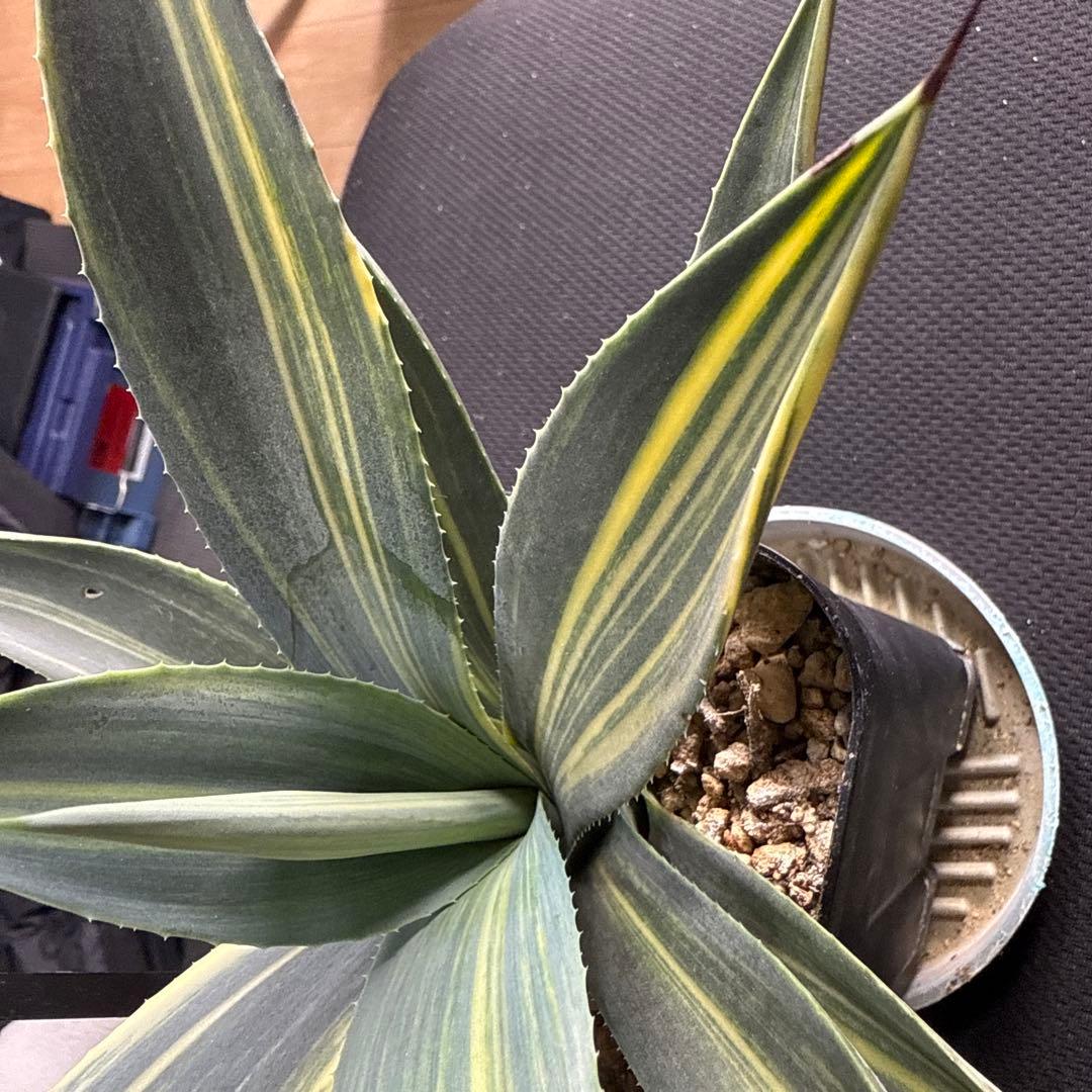 サ*ク様 アガベ ウェベリー 縞斑