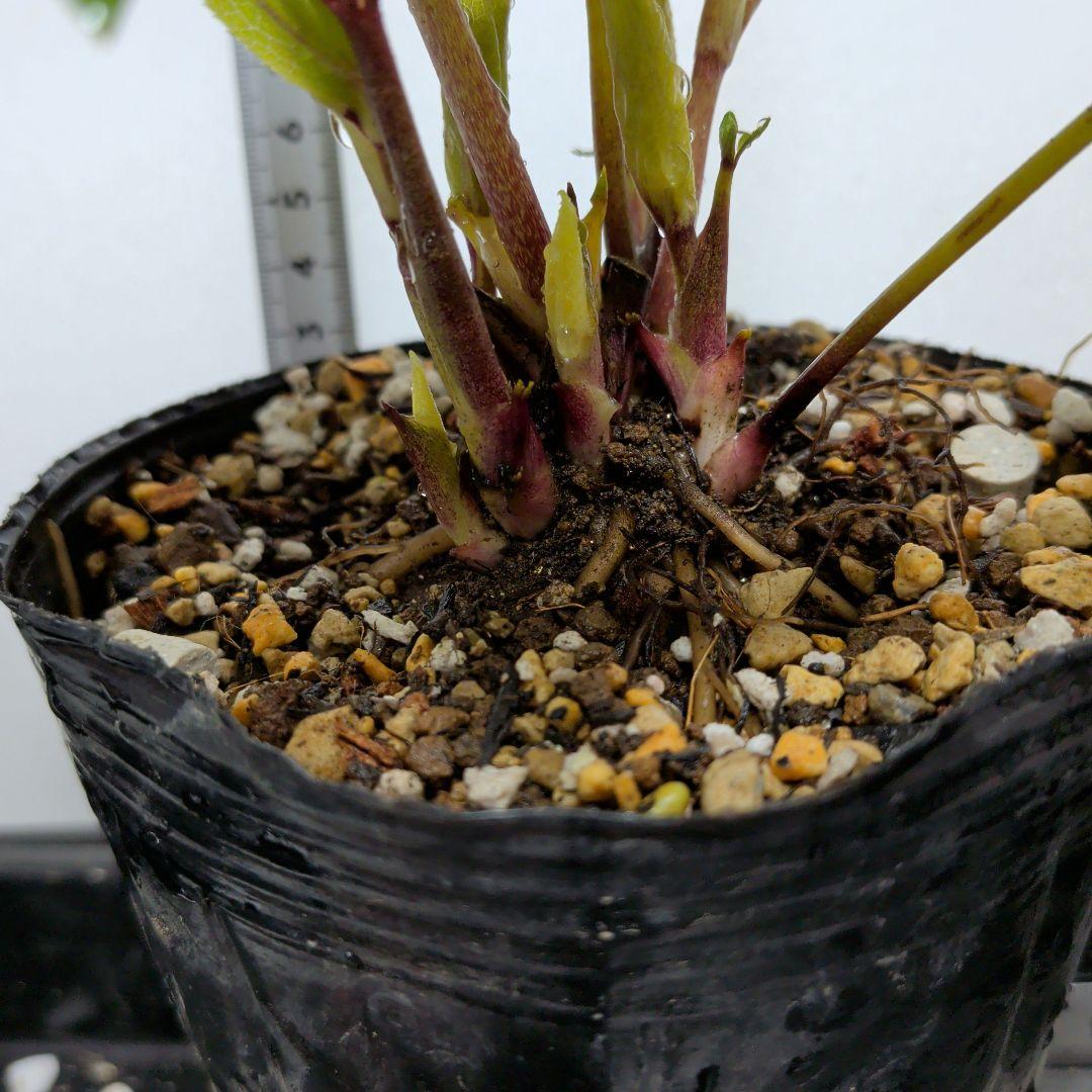 クリスマスローズ 広瀬園芸 オーレア ソレイユ認定なし 美形 未株分