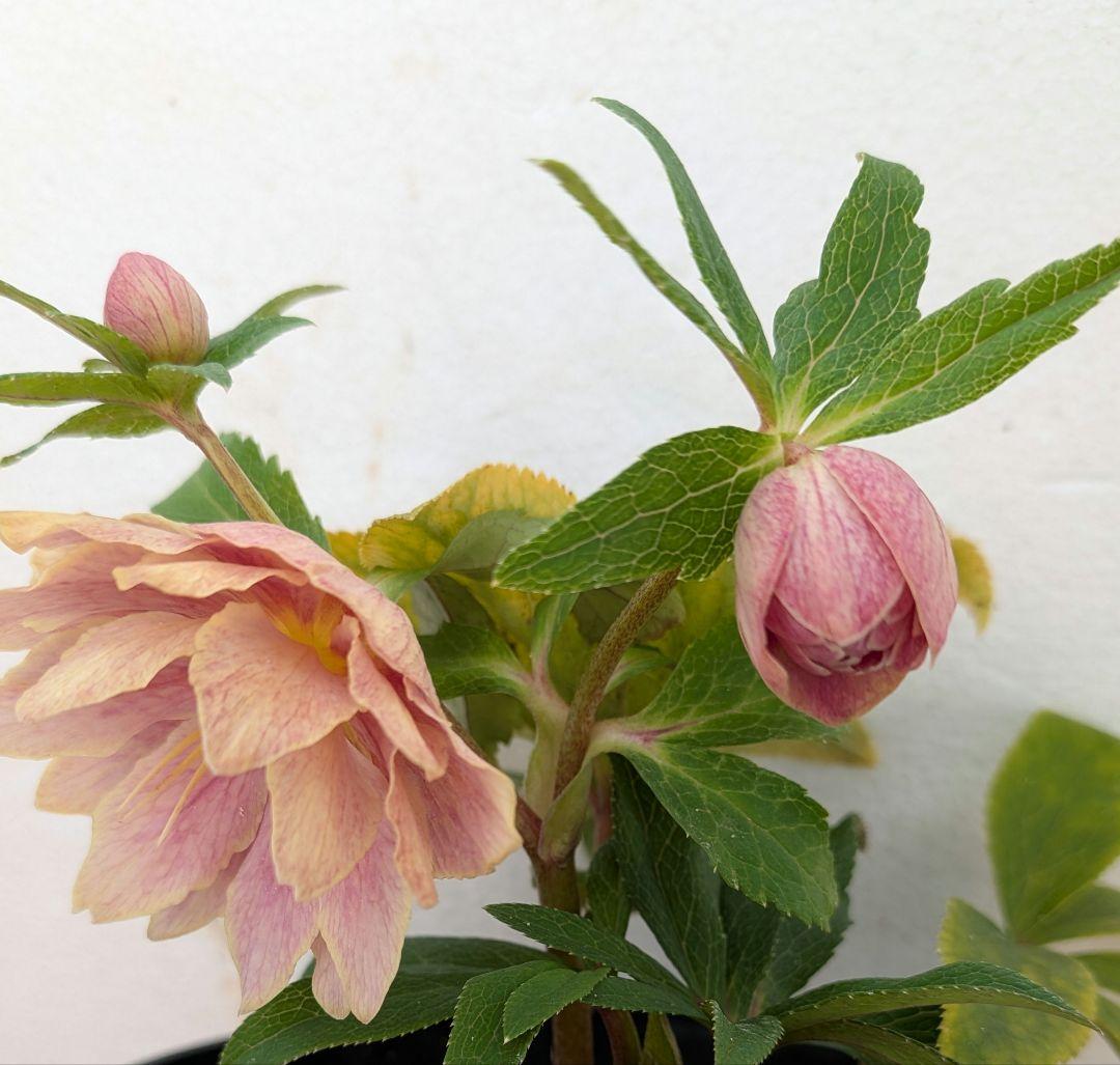 クリスマスローズ 広瀬園芸 オーレア ソレイユ認定なし 美形 未株分