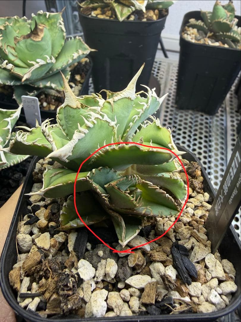 アガベ チタノタ lize血統 大白鯊 ホホジロザメ - メルカリ