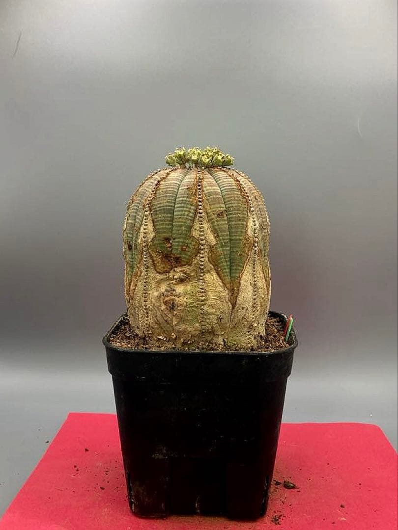 《3号GR》ユーフォルビア　オールド　オベサ　雄株