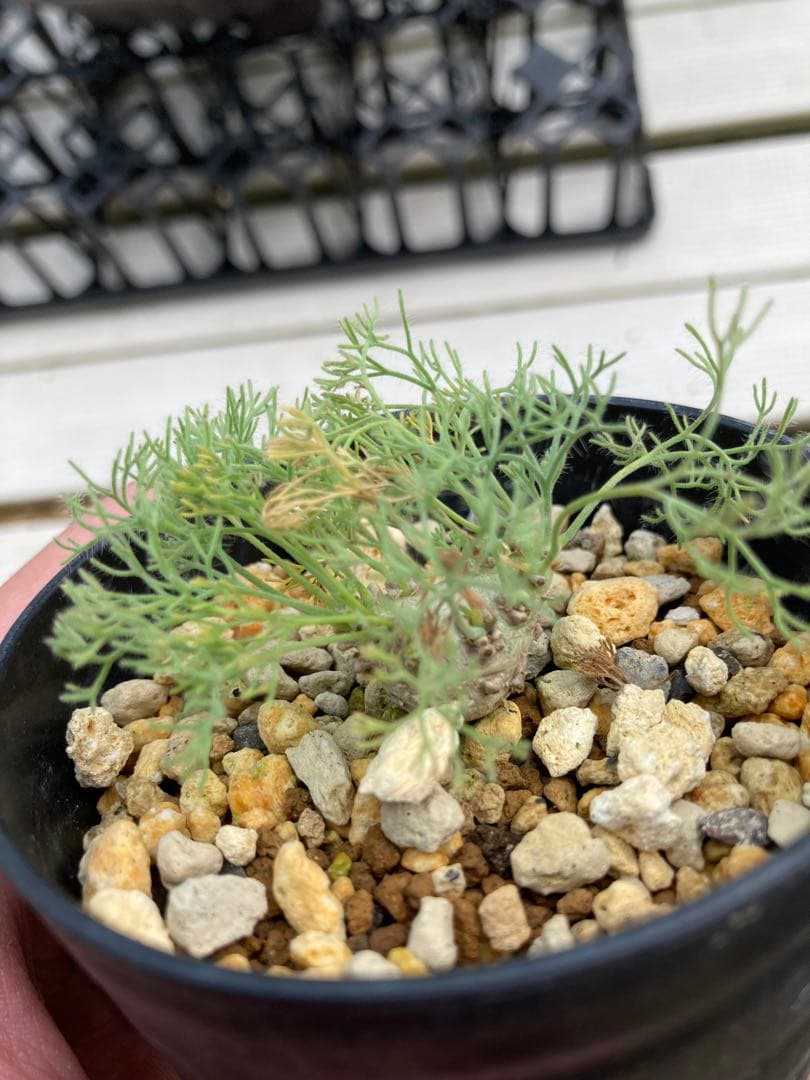 モンソニア ペニクリナム 2株セット（サルコカウロン）実生2年【鉢ごと