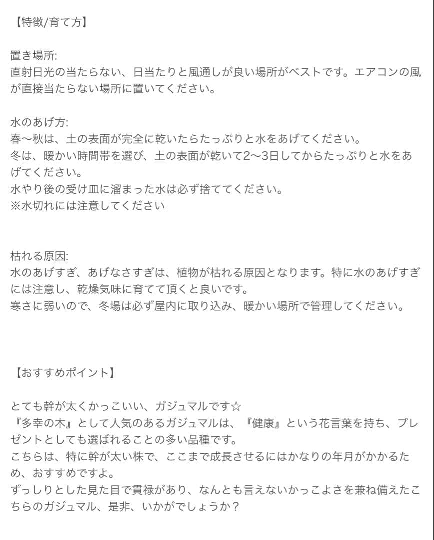 千葉県市原市にて手渡しでのお取引出来る方限定！ ガジュマル 多幸の木