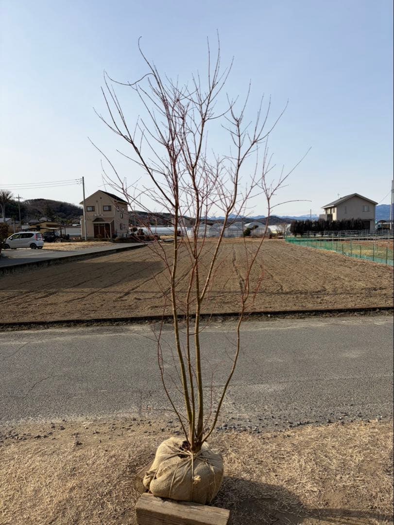 イロハモミジ 自然樹形 本株立ち 4本立ち モミジ［イロハ立性］ 株立ち（40㎝ポット） | 連大植木