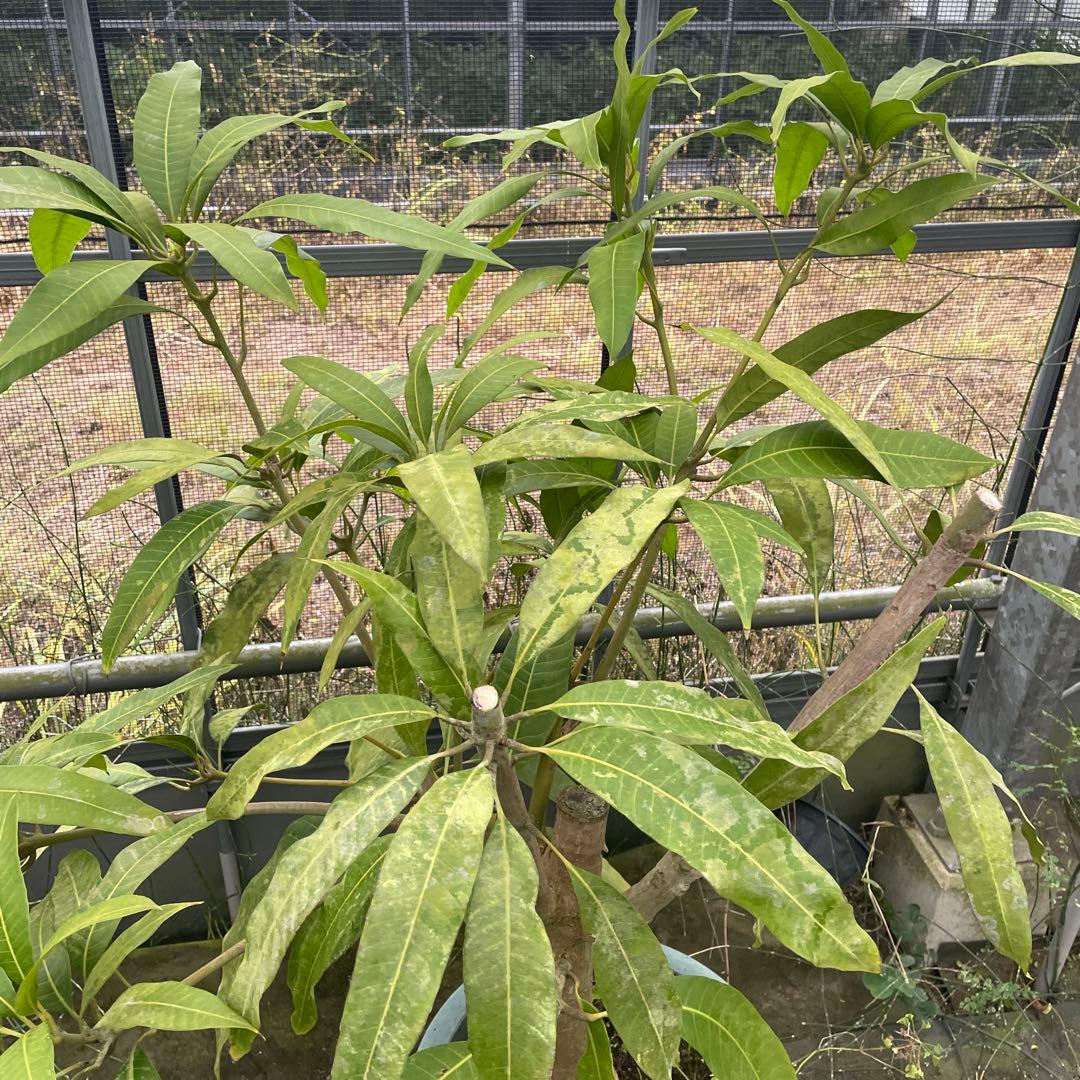 マンゴー苗 マハチャノック 12号特大の通販はau PAY マーケット - 輸入