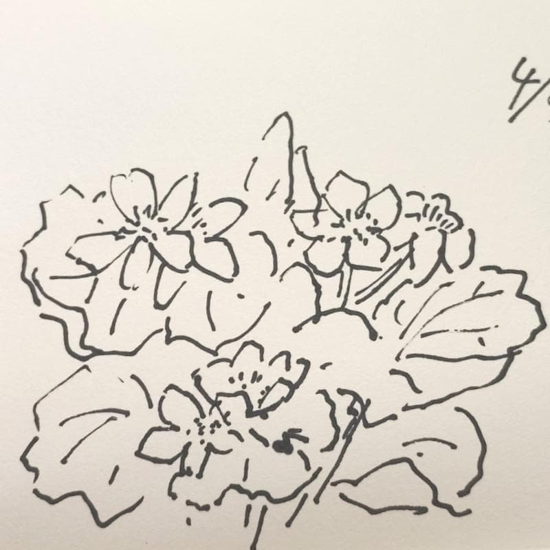 ☆坂本直行☆「 送毛産 エゾノリユウキンカ 」ペン画 太子サイズ 未