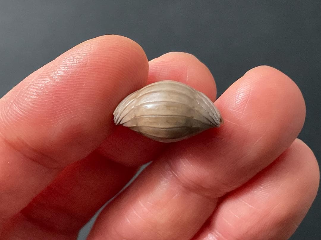 ニレウス アルマジロ [TB70] 三葉虫 化石 - メルカリ