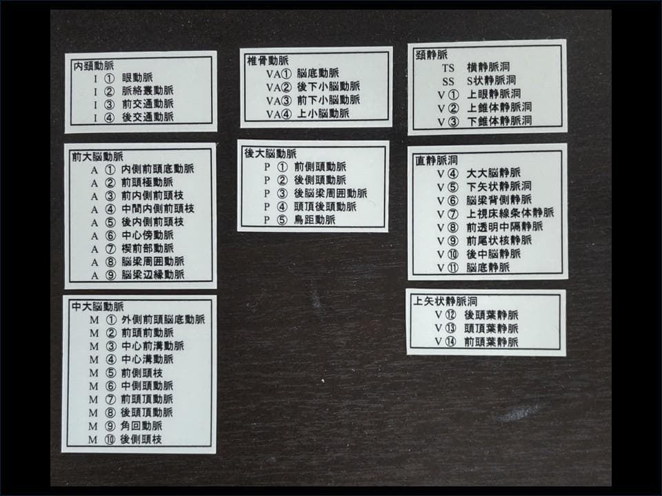 脳血管模型(内頚動脈・椎骨動脈・脳静脈) - メルカリ