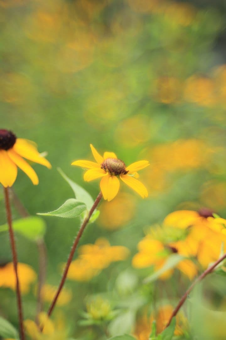 TAMRON SP 28-80mm F3.5-4.2 27A 【光学美品】