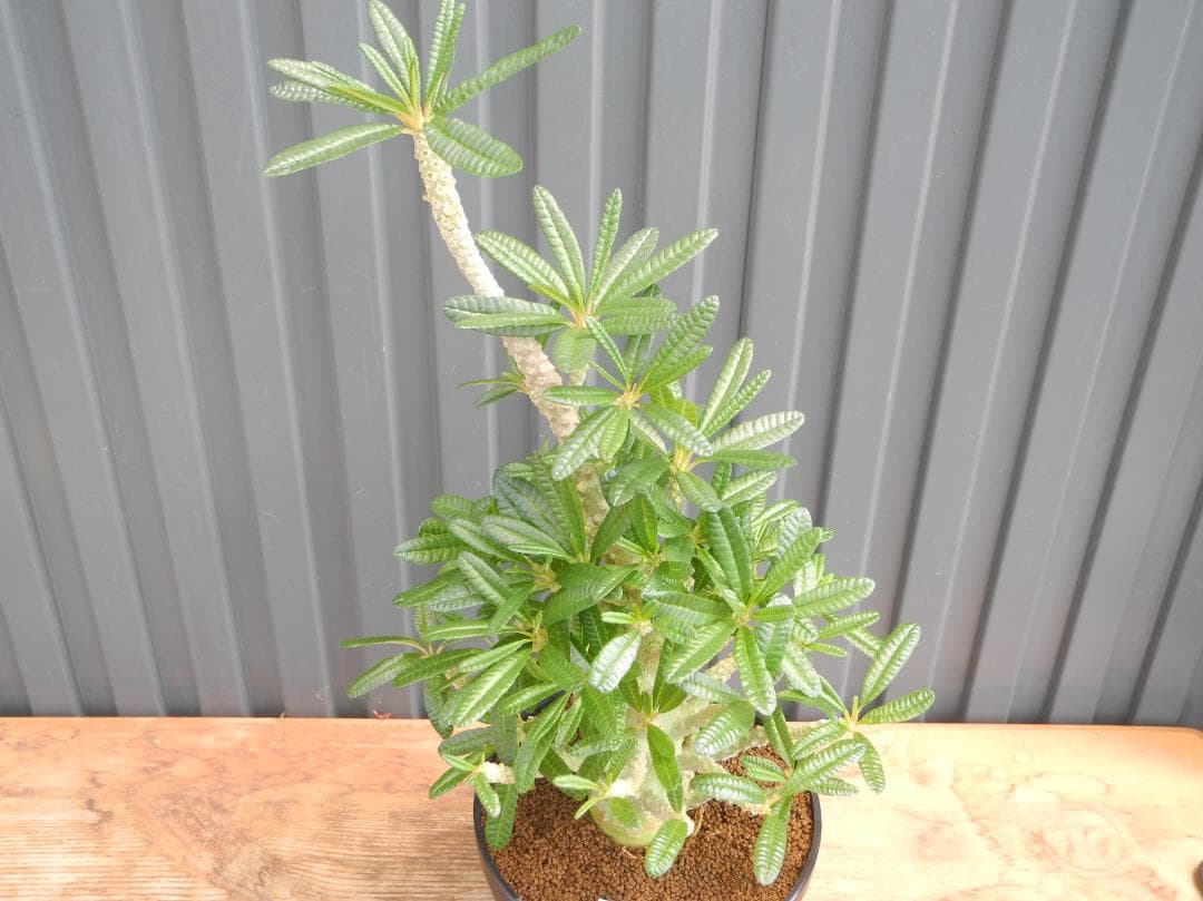 ドルステニア ギガス ブラータ 【挿し木】【活着済】【国内で新葉展開