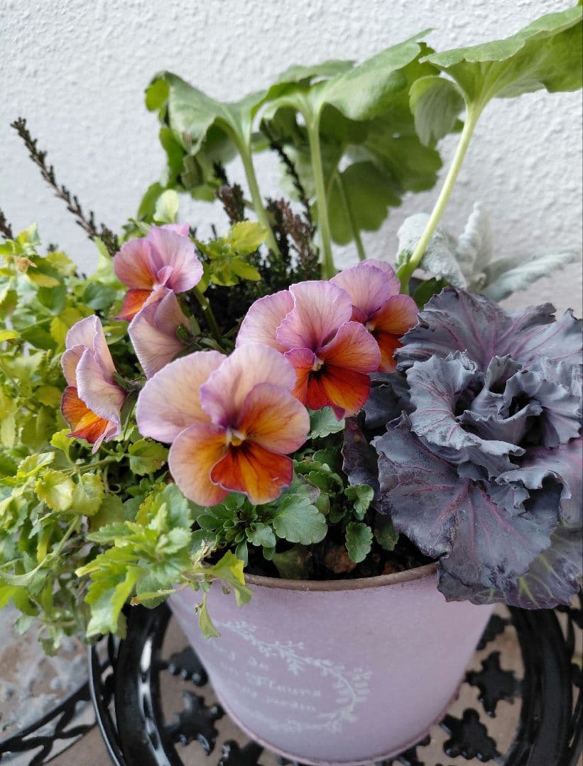 寄せ植え - メルカリ