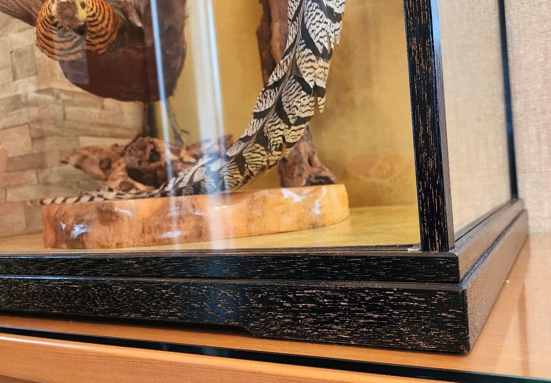 特大 銀鶏鳥 錦鶏鳥 剥製 置物 高級木製枠ガラスケース - メルカリ