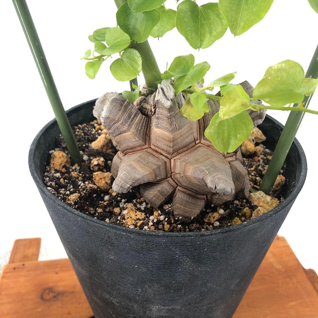 アフリカ亀甲竜　5号 コーデックス：アフリカ亀甲竜*塊根幅7.5cm 現品！一品限り : 遊恵