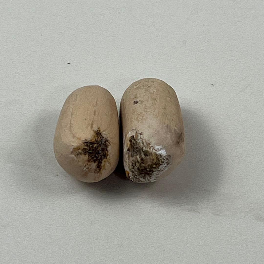 D84新鮮な種 エンセファラルトス・ホリダス 種子2粒 - メルカリ