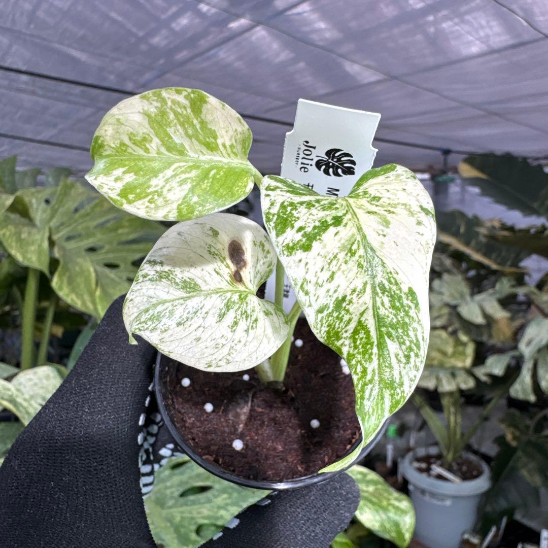 5モンステラ デリシオーサ ホワイトモンスター 天津蘭 - メルカリ