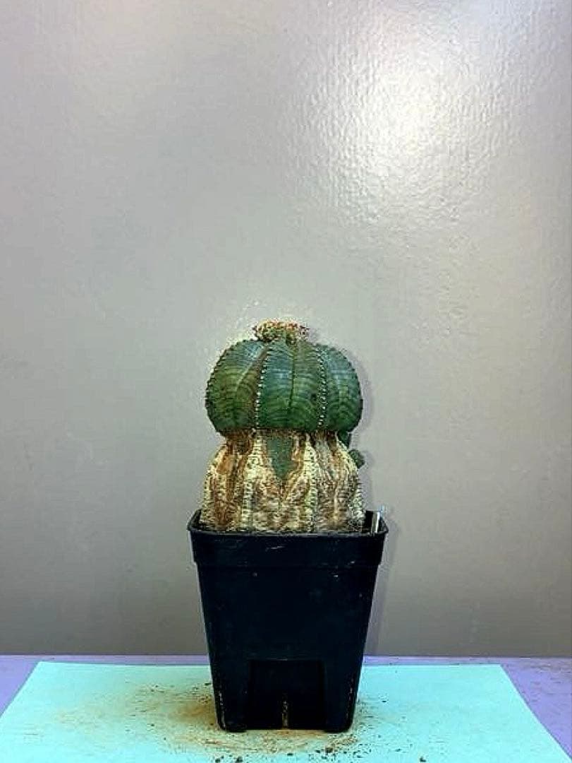 《2.5号WB》ユーフォルビア　オールドオベサ　雌株