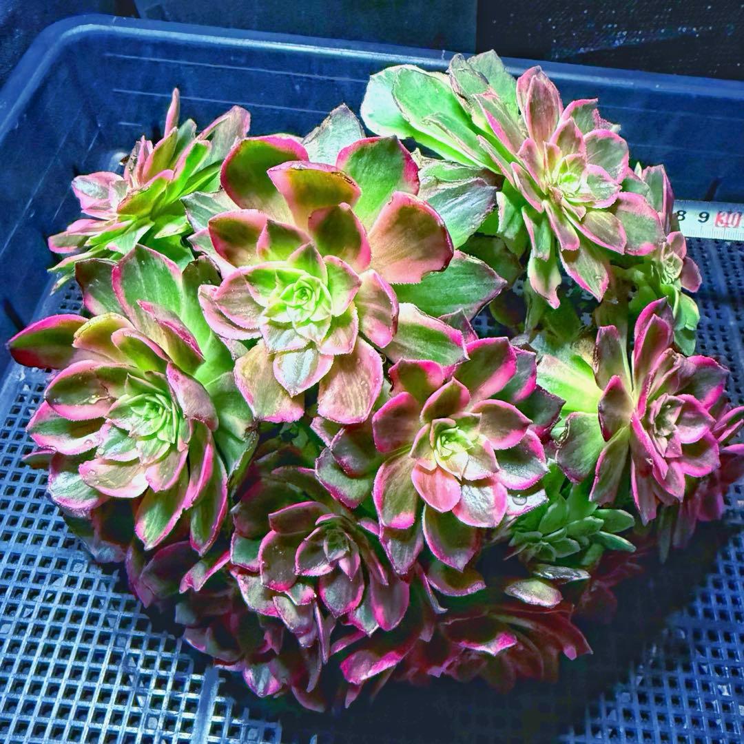 新入荷 超レア新品種 アエオニウム 万華鏡錦(大群生) 法師錦 超大株