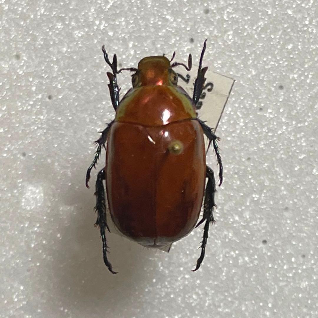 コエポン　　まとめ購入　コガネムシ　標本　ベトナム ニューウインズパック本体セット（アオドウガネ） ブルーベリー資材の