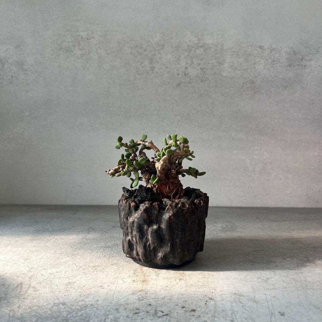 ケラリア ピグマエア 現地球 発根済み 塊根植物 陶器鉢セット 手乗りサイズ