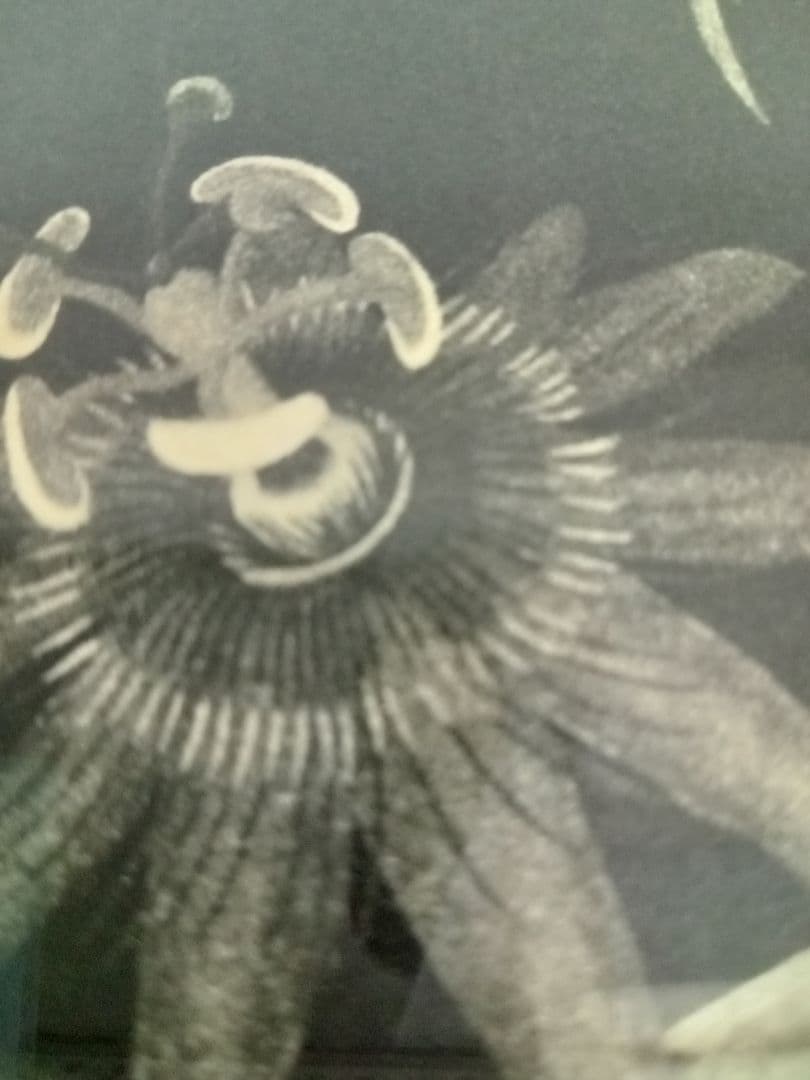 値下げしました❕　山内滋夫【時計草と青い花】額縁サイズ46×46×2.2cm