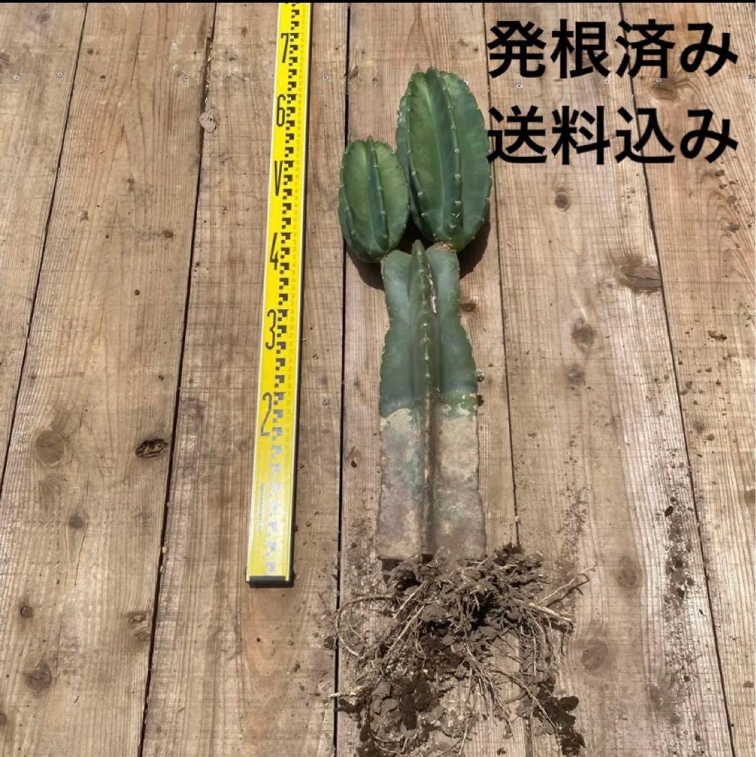 9 柱サボテン 発根済み 柱サボテンブランチ ドライガーデン