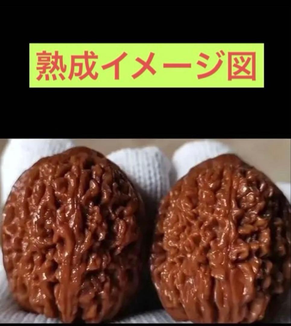 No.537 ❤️遊ぶクルミ 文玩核桃 高級小衆 精配宝瓶狮子头 - メルカリ