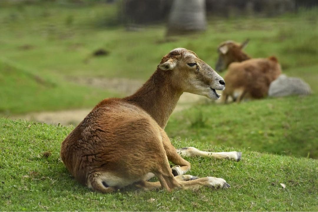 レンズ(ズーム) NIKON AF VR-NIKKOR 80-400mm F4.5-5.6