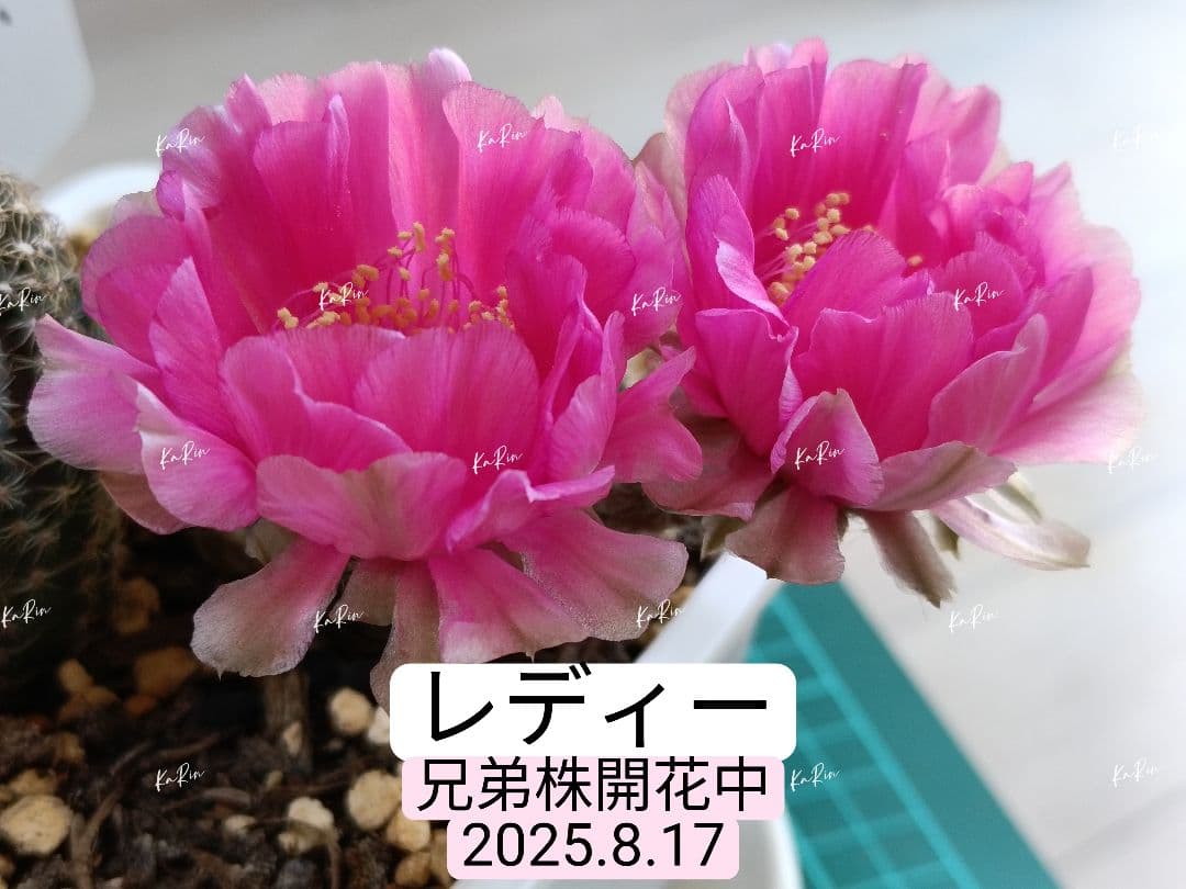 28-レディー 超人気花サボテン ロビビア属 群開花 開花株 カキコ