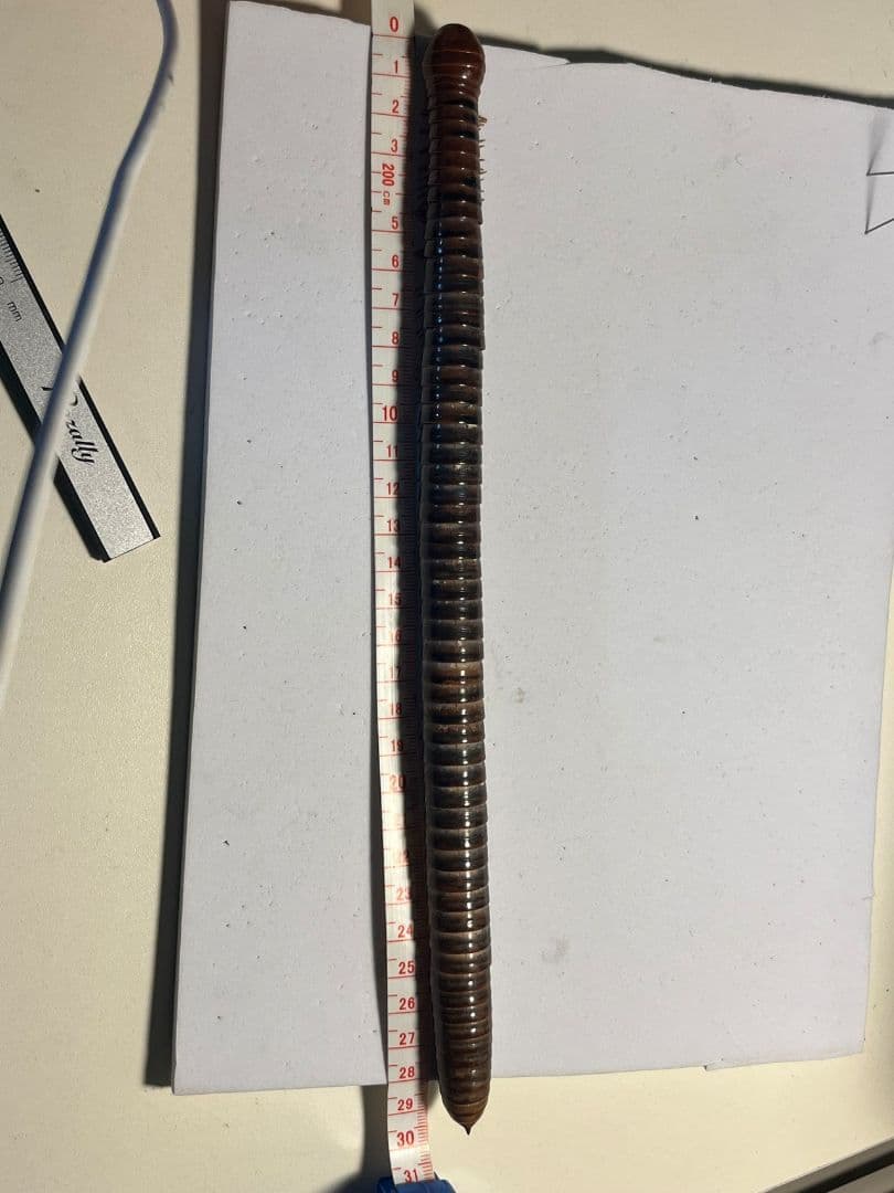 超特大】ベトナムオオヤスデの標本 昆虫標本 タランチュラ ムカデ