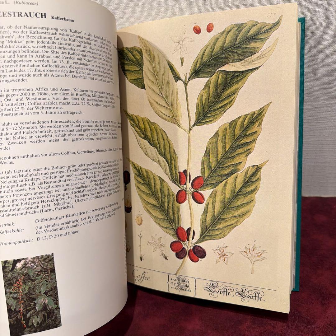 223⑩1980年ドイツ語植物図鑑 洋書古書 ジャンクジャーナル ボタン