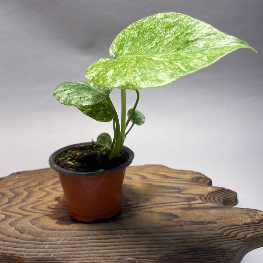 q23モンステラ デリシオーサ レガシー 斑入り - メルカリ