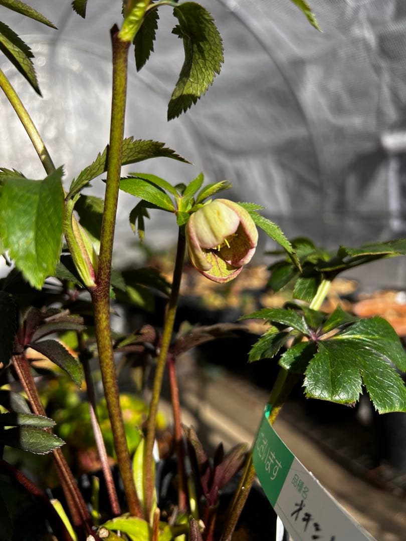 クリスマスローズ 超充実株 ＆ 大木ナーサリー4号鉢