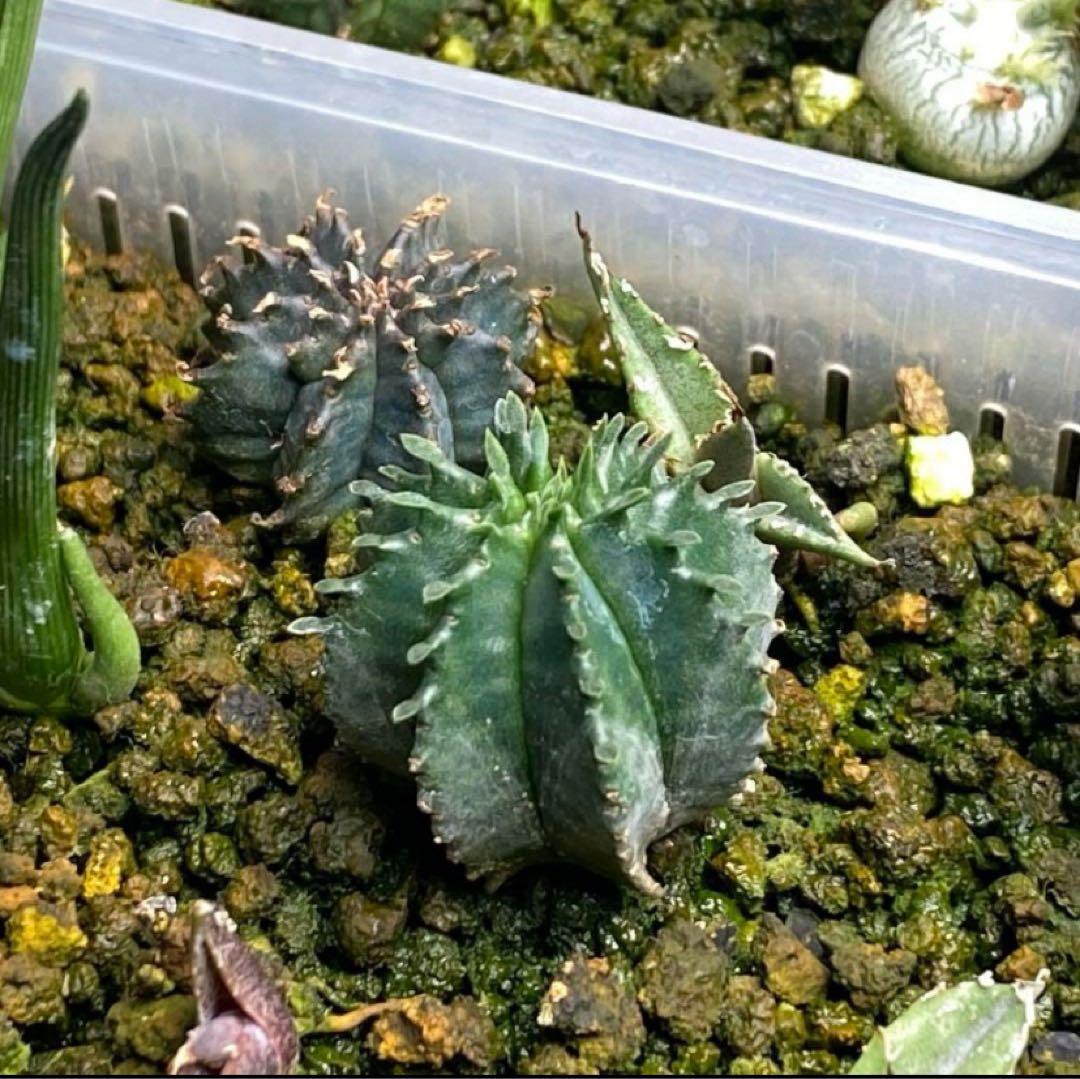 ユーフォルビア峨眉山&オベサ/ホリダ/バリダハイブリッド 2苗セット