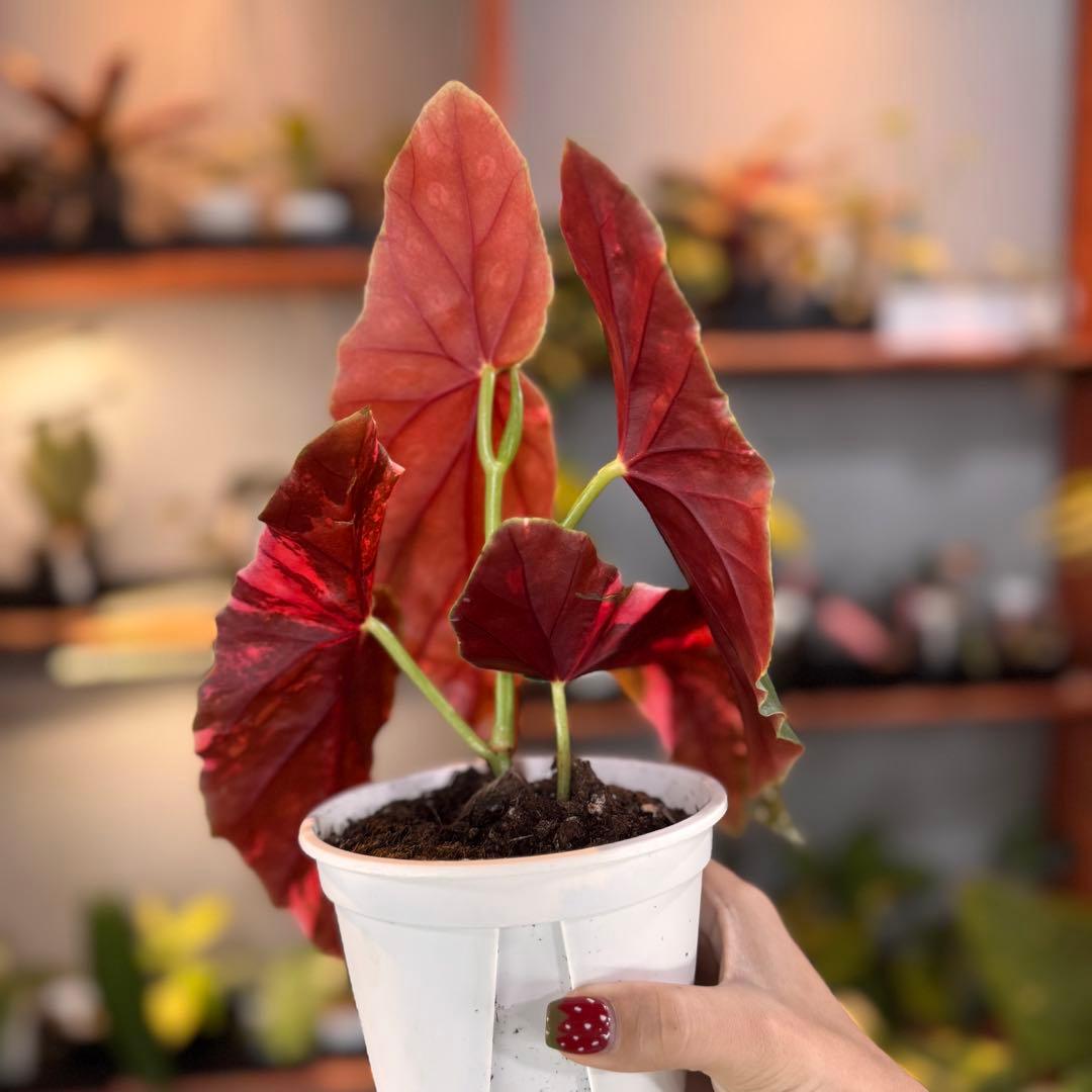 y*o様 3 ベゴニア マクラータ 斑入り 激レア 大株 - メルカリ