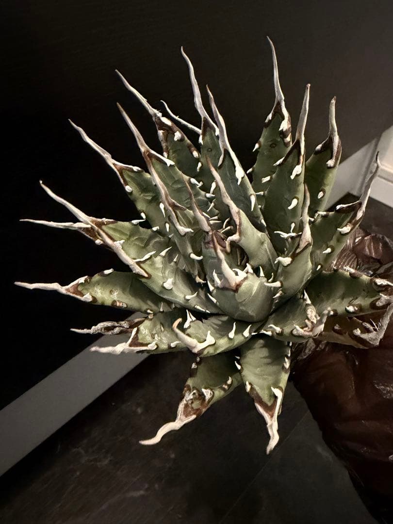 耐寒性アガベ エボリスピナ陽炎◇多肉サボテン ユタエンシス チタノタ